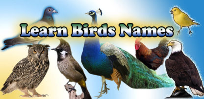 Birds name in English (1)