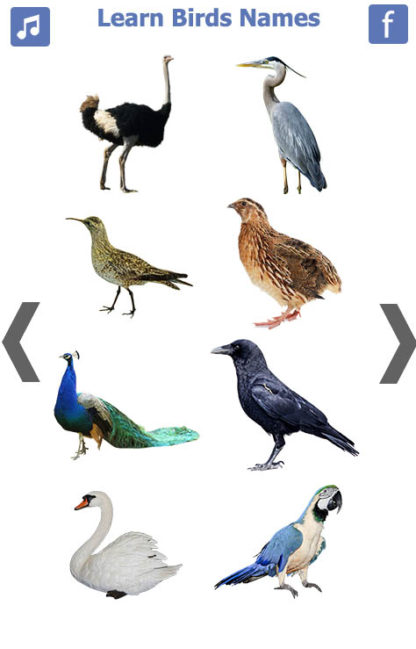 Birds name in English (2)