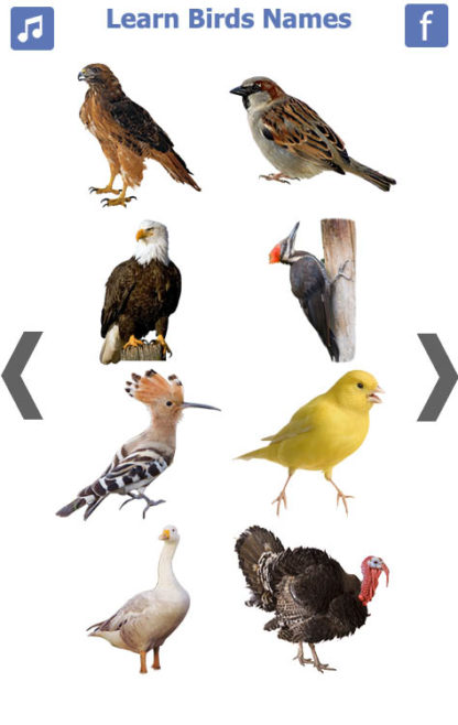 Birds name in English (4)