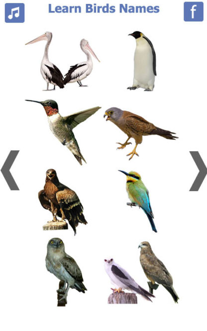 Birds name in English (5)
