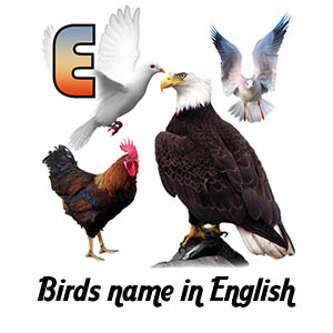 Birds name in English Thumb