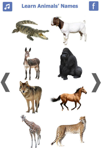 Learn Animals Name Animal Sounds Animals Pictures (4)