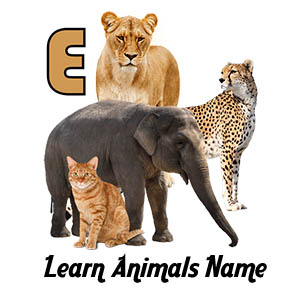 Android App: Learn Animals Name Animal Sounds Animals Pictures (no Ads -  without Internet) - Flash Toons Shop